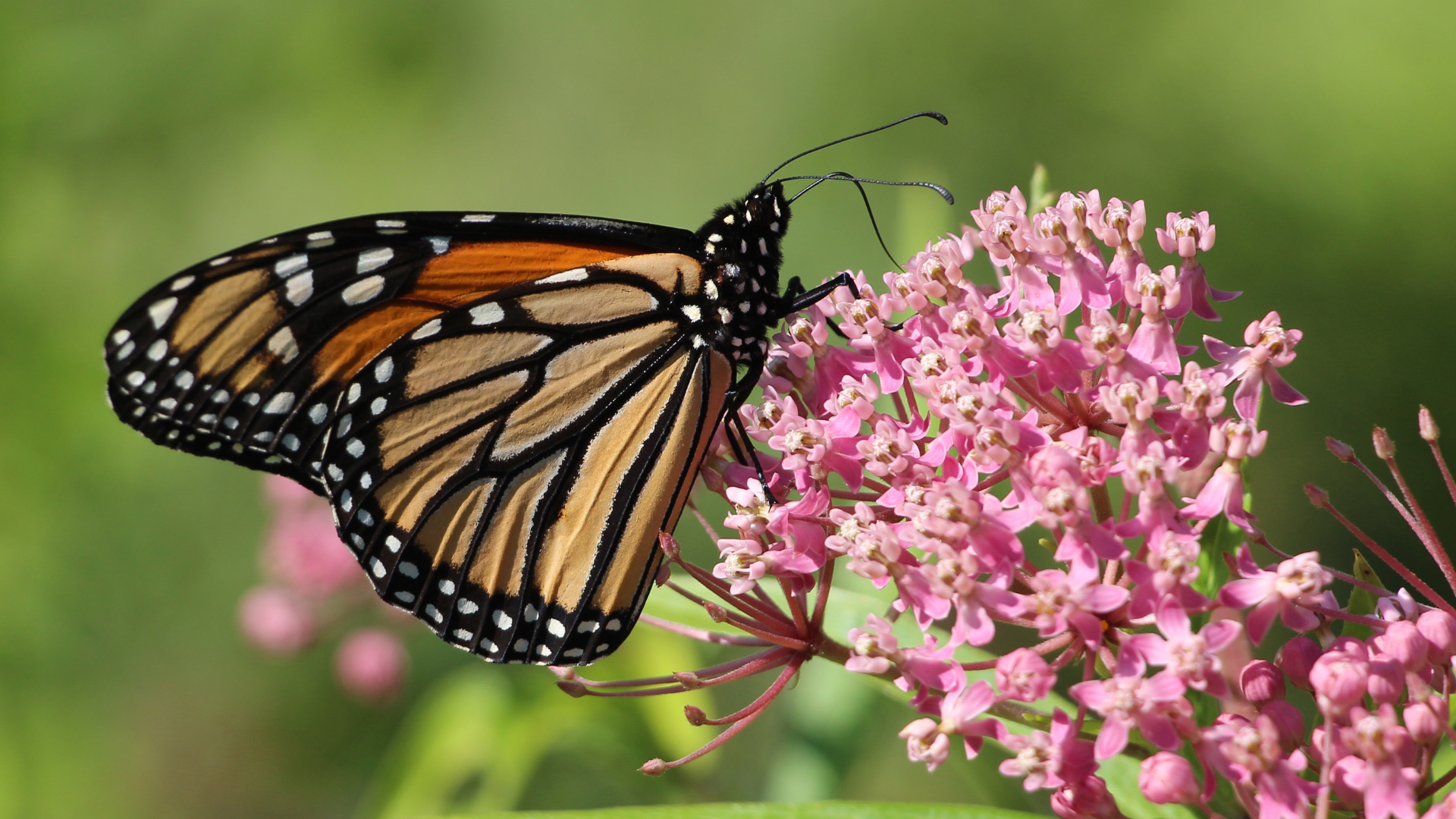 Garden for Wildlife, Inc logo