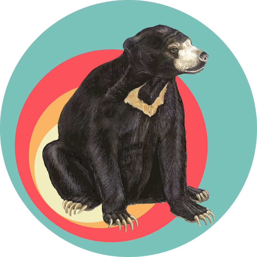 Sun Bear Specialty Coffee Roasters LLC logo
